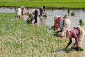 hazaribagh dhan ropni
