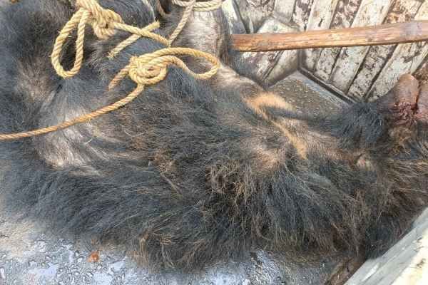Gumla: Wild bear dies after falling into a pit; villagers gather at the scene.