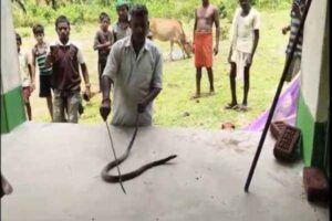 koderma snake cut