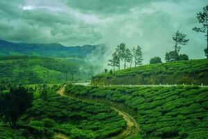 lush green tea plantations