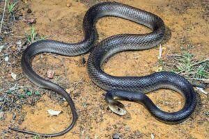 In Chatra, a young man chewed two poisonous snakes alive, the case will surprise you, saying- 'He ate snakes to scare people away'