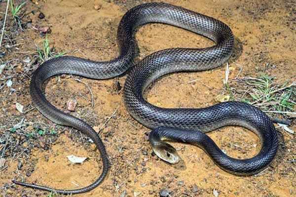 In Chatra, a young man chewed two poisonous snakes alive, the case will surprise you, saying- 'He ate snakes to scare people away'
