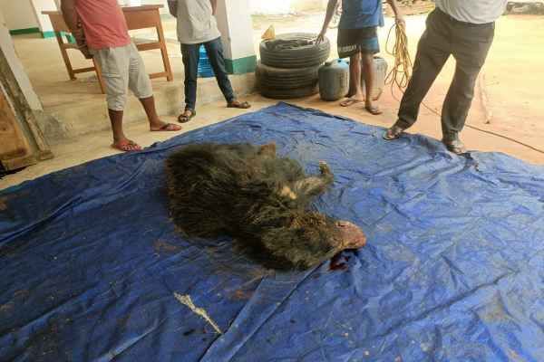 Gumla: Wild bear dies after falling into a pit; villagers gather at the scene.