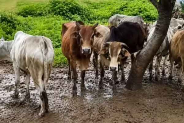 Chaibasa