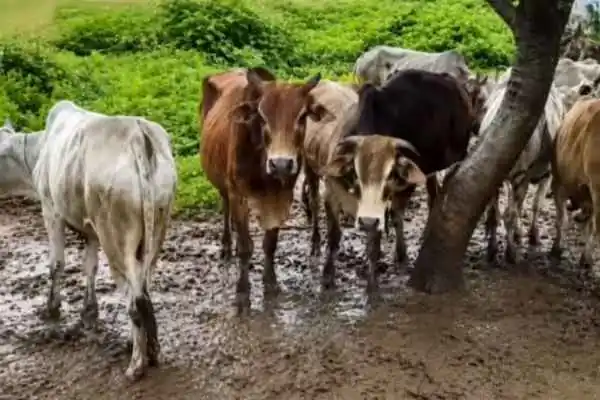 Chaibasa