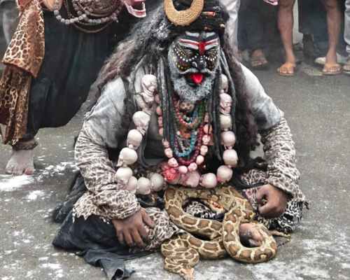 Pythons Displayed During Religious Event, Forest Department Rescues Two Indian Rock Pythons.