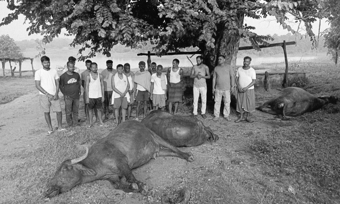 Three Milch Buffaloes Killed by Lightning in Balumath, Livestock Farmers Face Financial Crisis