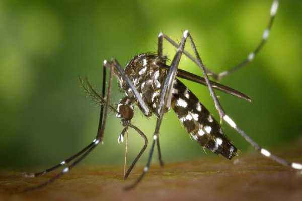 Prevention of filariasis is essential