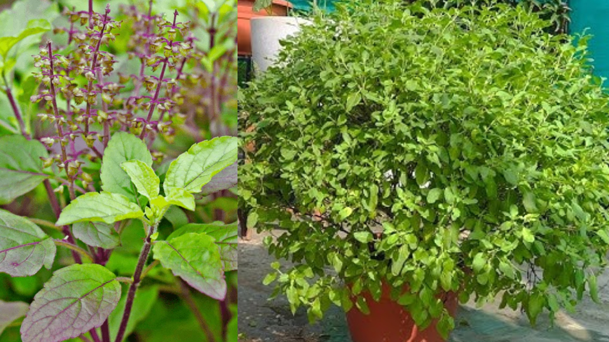 Tulsi plants