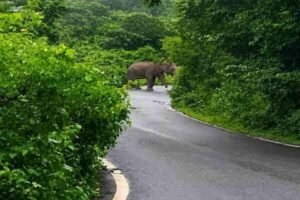 elephant