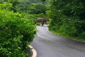 elephant