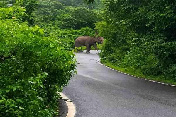 elephant