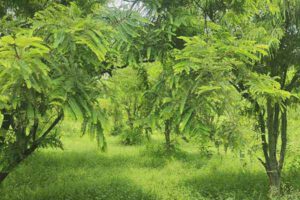 gooseberry garden
