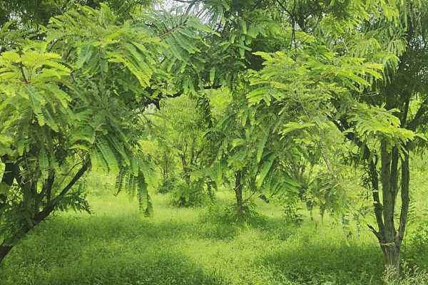 gooseberry garden