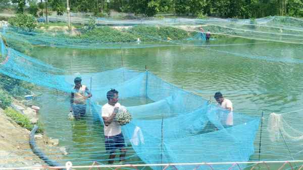 Fish farming business to start with ₹5,000; tribal families to receive up to 90% government assistance.